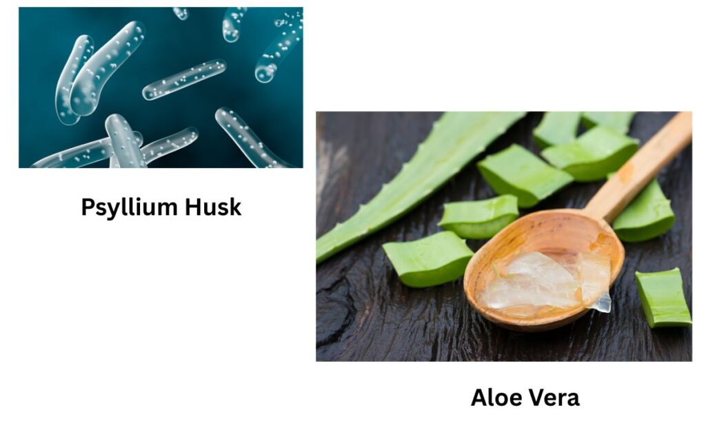 The Gut Guardians: Lactobacillus Acidophilus & Aloe Vera