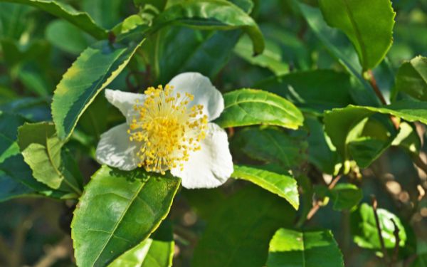 Camellia Sinensis