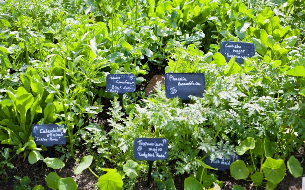 Project #1: The Medicinal Garden (Simple)