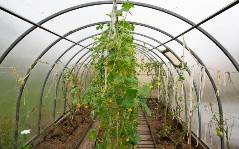 The Self Sufficient Backyard Book Scam or Legit?