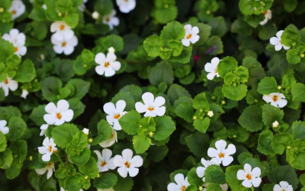 Bacopa monnieri