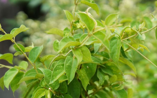 Gymnema Sylvestre