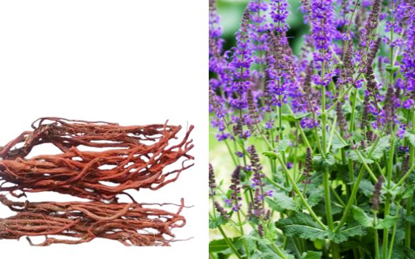 Salvia Root