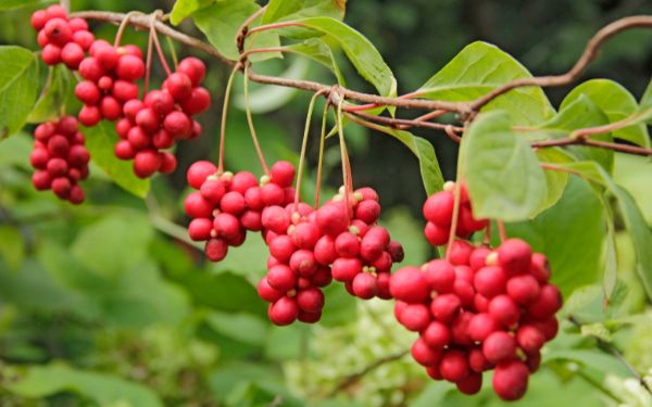 Schisandra Berry