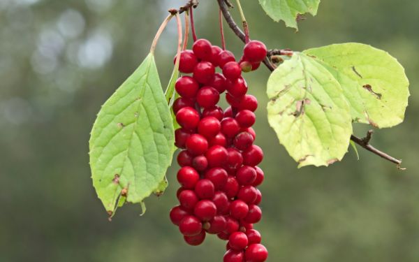 Schisandra Fruit Extract