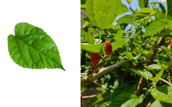 White Mulberry Leaf