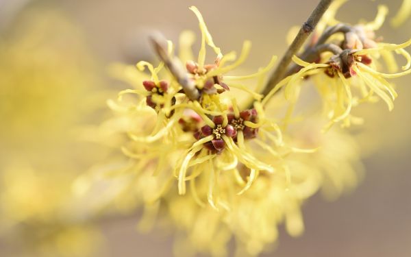 Witch Hazel